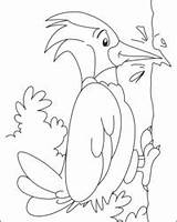 Woodpecker Specht Malvorlage Kolorowanki Spotted Ausdrucken Kolorowanka Malvorlagen Ptaki Dzięcioł Dzieciol Wydruku Drucken sketch template