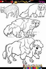 Binturong Designlooter Afryka Mammals sketch template