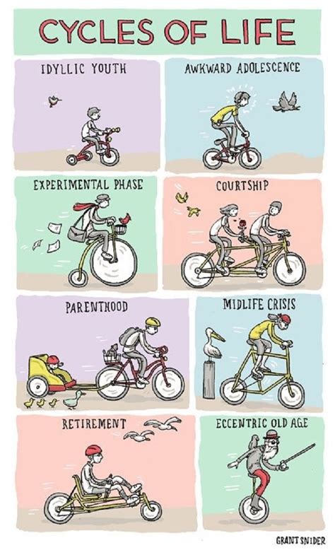 cycles  life