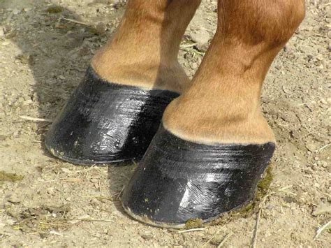 stuffpetz healthy hoof understanding equine hoof care