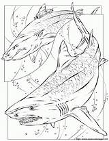 Megalodon Coloring Getcolorings Color sketch template