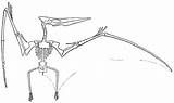 Coloriage Pteranodon Reptile Pterosaurs Pas Dinosaurios Prehistoric sketch template