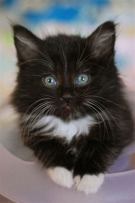black and white kitten by lalalaurie pretty cats kittens cutest cats