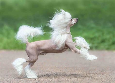 chinese crested dogs origin varieties characteristics facts