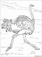 Coloring Ostrich Pages Runs Color Kids Birds Adult Recommended sketch template