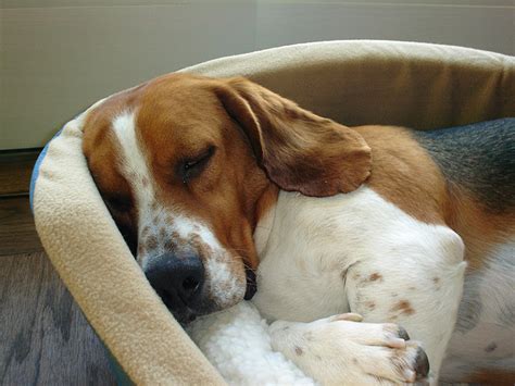 Bagle Hound Basset Hound Beagle Mix Info Facts Temperament