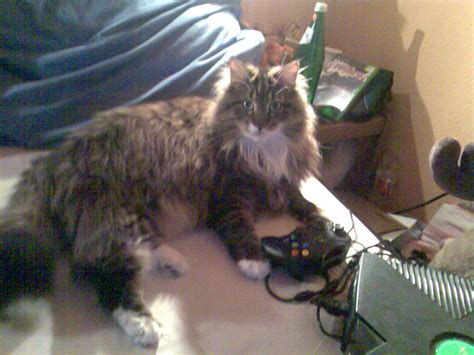 gamer cat  tigger  deviantart