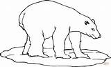 Polar Bear Coloring Pages Bears Printable Template Colouring Color Supercoloring Animal دب للتلوين Book sketch template