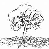 Roots Tree Drawing Oak Coloring Trees Drawings Clipart Outline Root Tattoo Massive Rooted Sketch Printable Easy Tattoos Pages Family Life sketch template