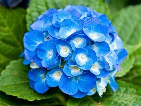 pretty blue  white flowers blue flower pictures blue flowers