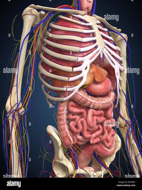 innere organe mensch schaubild