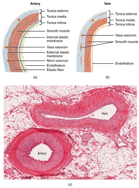 histologie der wandaufbau von arterien und venen