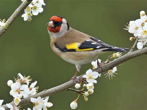 european goldfinch facts temperament  pets care pictures singing