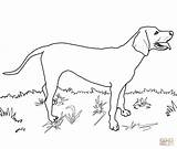 Coloring Coonhound Redbone Pages Dog Labrador Drawing Great Dane Lab Printable Coon Retriever Dogs Drawings Puppy Color Colouring Pyrenees Supercoloring sketch template