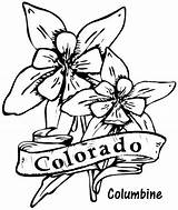 Coloring Columbine Flower Flowers Colorado State Pages Drawing Drawings Cliparts Hibiscus Kids Printable Sheets sketch template