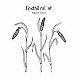 Millet Foxtail Setaria Edible Italica Forage Roots Botanical sketch template