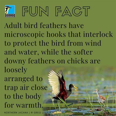 fun facts bird gallery houston audubon