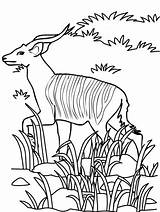 Antelope Coloring Pages Kids Beautiful sketch template