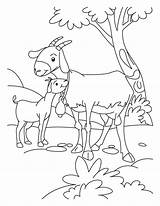 Goat Coloring Pages Goats Kid Baby Kids Billy Three Gruff Color Farm Animals Animal Print Boer Desenho Cabra Clipart Mom sketch template