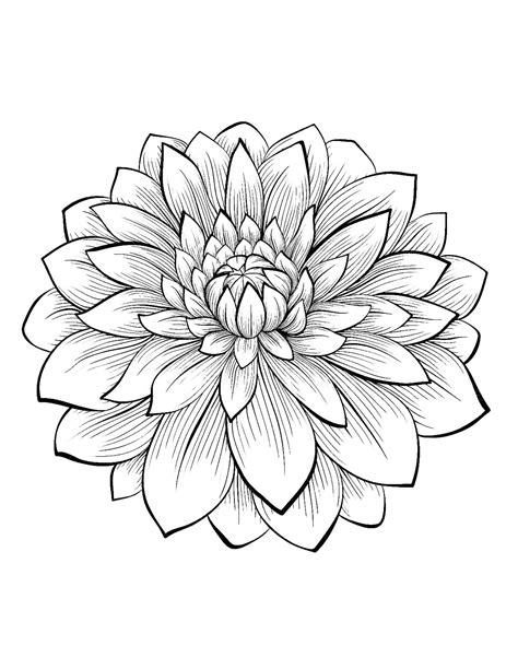 dahlia flower flowers adult coloring pages