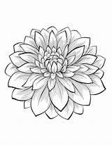 Dahlia Flowers Coloring Flower Color Beautiful Adult Pages Most Vegetation Nature sketch template