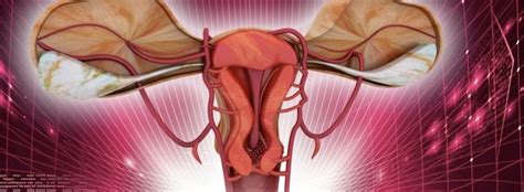 uk approves  womb transplantsuk approves  womb transplants
