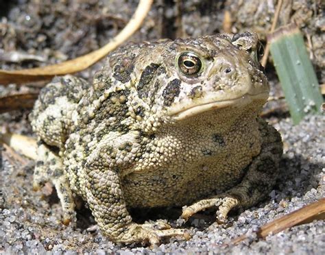 endangered species wyoming toad