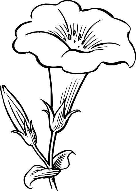 flowers drawing pictures clipart