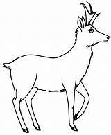 Pronghorn Coloring Coloringall sketch template