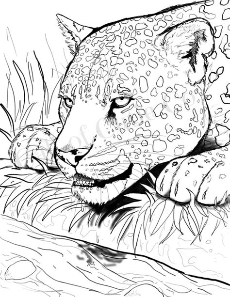 jaguar coloring page animal coloring page etsy israel