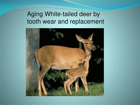 Ppt Aging White Tailed Deer By Tooth Wear And Replacement Powerpoint