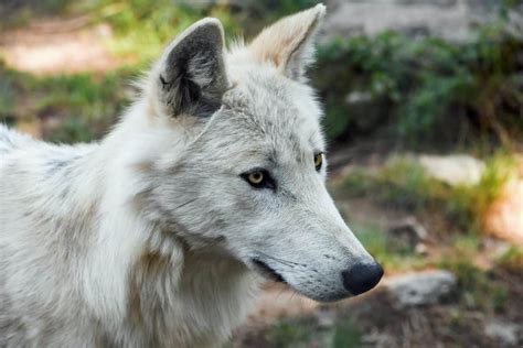 picture wildlife wild nature fur animal white wolf outdoor