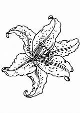 Lily Coloring Flower Pages Lilies Sheets Flowers Choose Board Drawings Edupics Drawing Printable sketch template