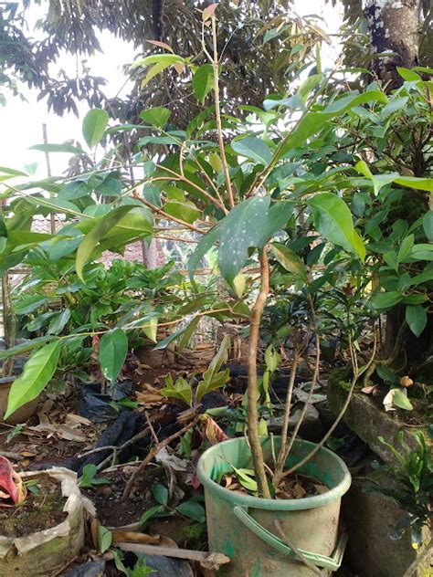 menanam pohon salam mengunakan pot agrolokacom