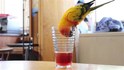 parrot desperately    juice youtube