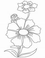 Cosmos Coloring Purple Pages Flowers Saxifrage Flower Drawing Template Printable sketch template