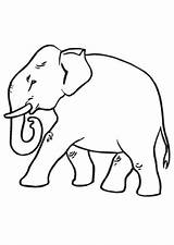 Elefant Boyama Hayvan Alter Elefanten Okul Ausmalbild Ausmalen Basit Dicker Afrikanischer Sayfalari Oncesi sketch template