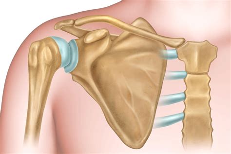 shoulder dislocations  symptoms treatment  exercises