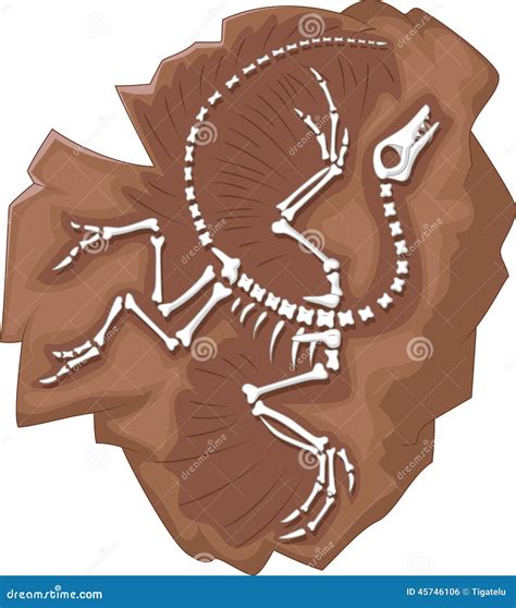 fossil cartoons illustrations vector stock images  pictures
