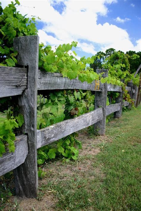 grape vines  fence stock photo image  blue wooden