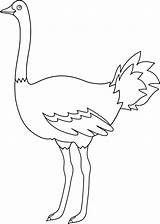Ostrich Coloring Clip Emu Template Colorable Outline Bird Pages Line Sketch Sweetclipart sketch template