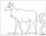 Nilgai Pitara Antelope sketch template
