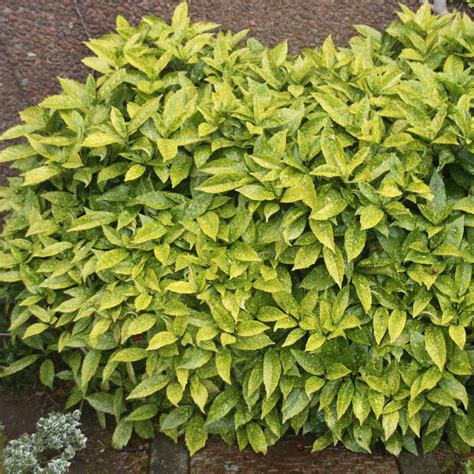aukube aucuba japonica variegata