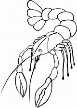 Coloring Crawfish Library Clipart Clip sketch template