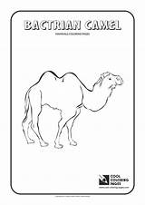 Coloring Camel Cool Pages Animals Print Rhino sketch template