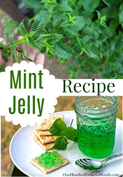mint jelly recipe   dollars  month