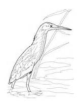 Bittern Coloring Yellow sketch template