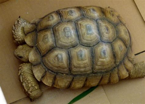 Ky Natural Inquirer Mystery Tortoise