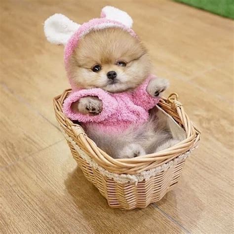 cute pictures  teacup puppies  paw square