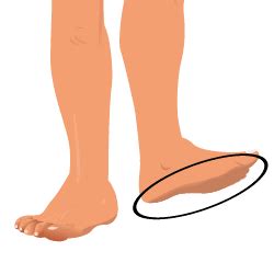 foot diagram learn parts   body  image